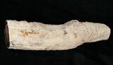 Long Petrified Juniper Root - Oregon #16903-1